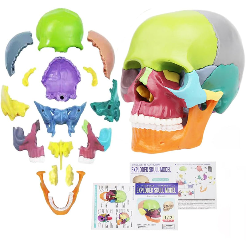 Mini Anatomical Skull Model with Marking - Didactic Skull Model | Precise skull model, 12 x 8.5 x 12 cm, removable, color-coded, for medicine, teaching colored