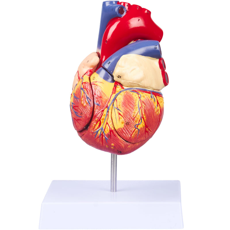 2X Enlarged Anatomical Heart Model - 4-Part Human Heart Model with 49 Anatomical Structures - Heart Medical Model with Magnet Held & Number Manual for Classroom and Cardiology Study 2X Enlarged 49 Anatomical Structures Model