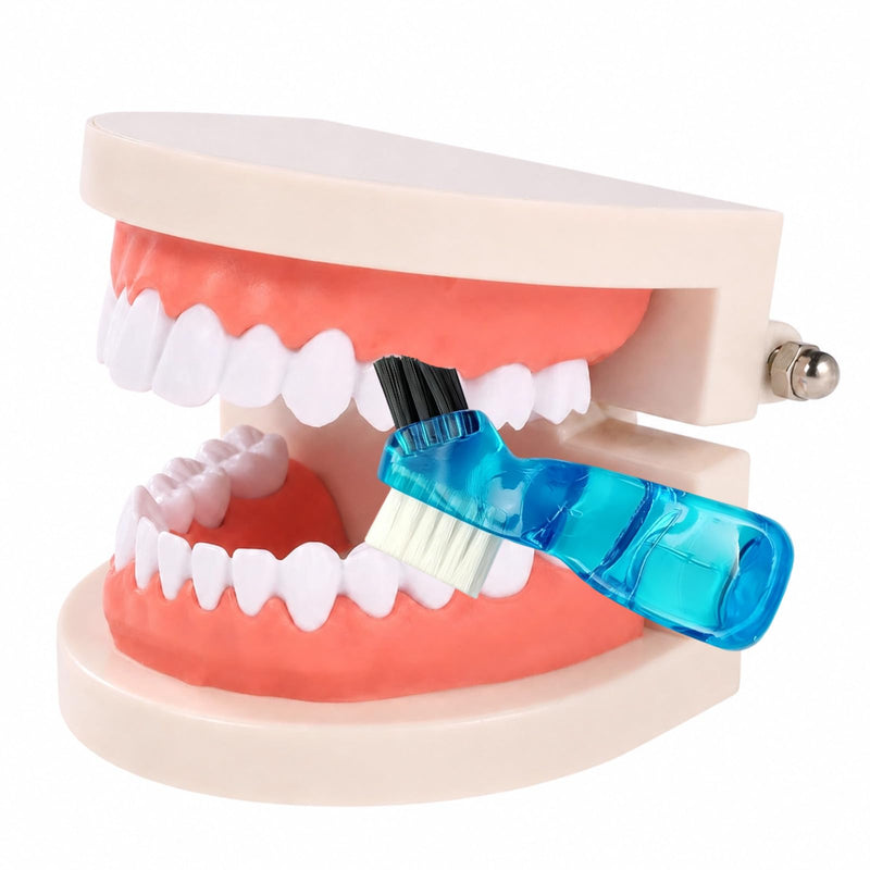 Dental Model, Dental Model with Toothbrush, Standard Dental Study Model, Teeth for Dental Teaching, Toothbrush Demonstrations | Standard Dental Study Model, Teeth for Dental Education, Toothbrush Demonstrations