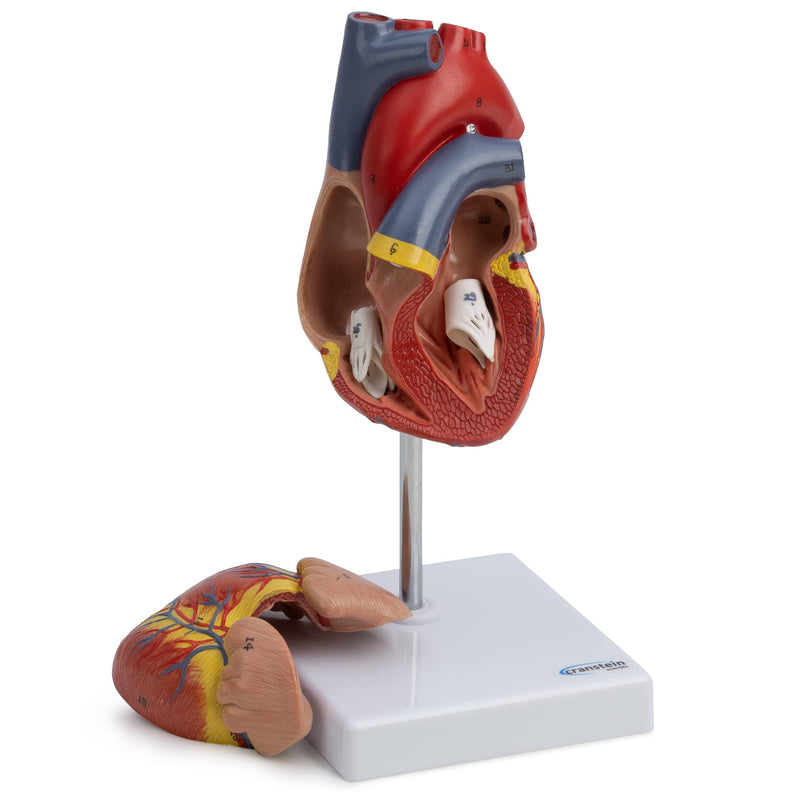 Cranstein A-427 heart model