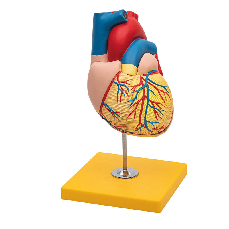 Elementary Anatomy Budget 2 Piece Human Heart Anatomy Model with Stand Life Size School Teaching