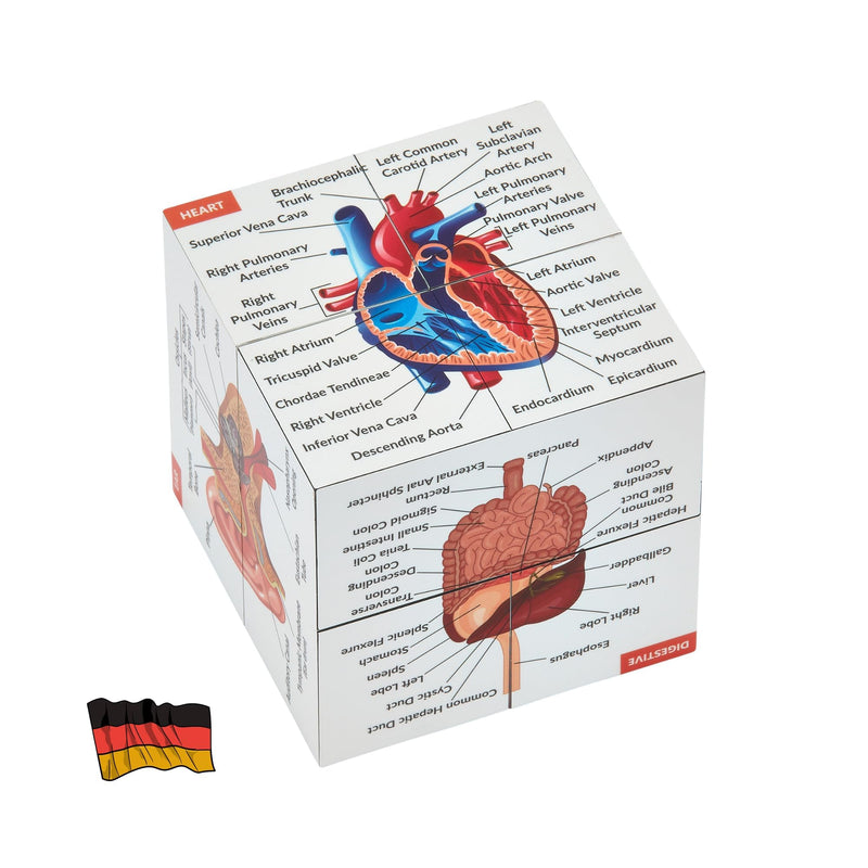 Human Anatomy Study Cube IN GERMAN | Learn 9 Parts of the Human Body | Anatomy model cube | Great gift idea for nurses and medical students