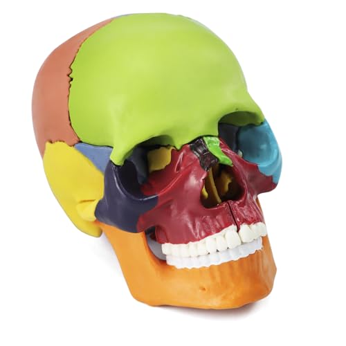 QWORK Coloured Skull Model 15 Pieces for Anatomy Lessons, Detailed Colour Display Allows Quick Identification