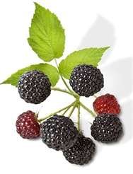 Virgin Extracts (TM) Premium Raw Freeze Dried Organic Black Raspberry Powder Extract Concentrate 16oz Pouch (5 X Stronger) Black Raspberry Powder Raspberries Superfood