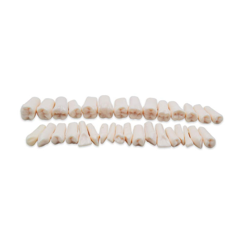 32pcs Removable Teeth Piece for Typodont Teeth Model Compatible with Kilgore Nissin for Teaching, Study