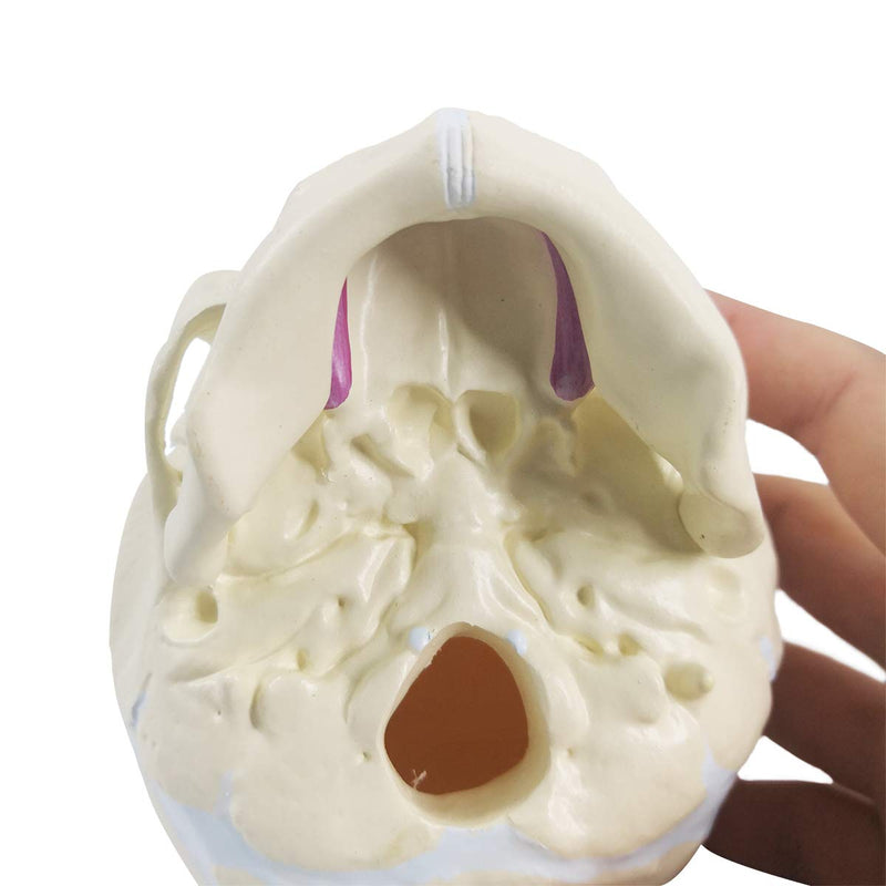 Human Infant Skull Model, Life Sized Fetus Skull, Anatomy Baby Skull Model for Medical Teaching Learning, Kids Learning Education Display Tool, Hand Painted