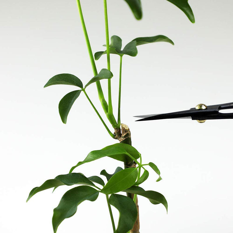 Wazakura Satsuki Bonsai Scissors MADE IN JAPAN 7inch(180mm), Japanese Bonsai Garden Tools, Hasami Pruning Shears - Long Handle Black
