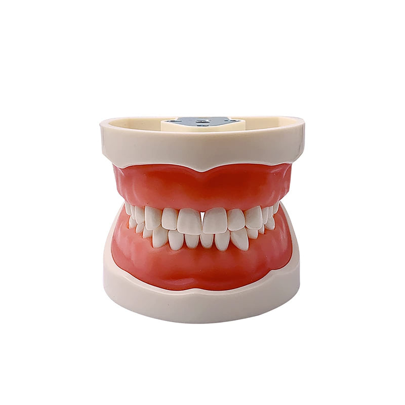 Dental Typodont Teeth Model, YOUYA DENTAL Practice Dentist Tooth Models for Dental Students Removable Teeth Model Teaching Model Study Tool Soft Gums Teaching Dental Model with 32 Removable Teeth White-red 32 removable