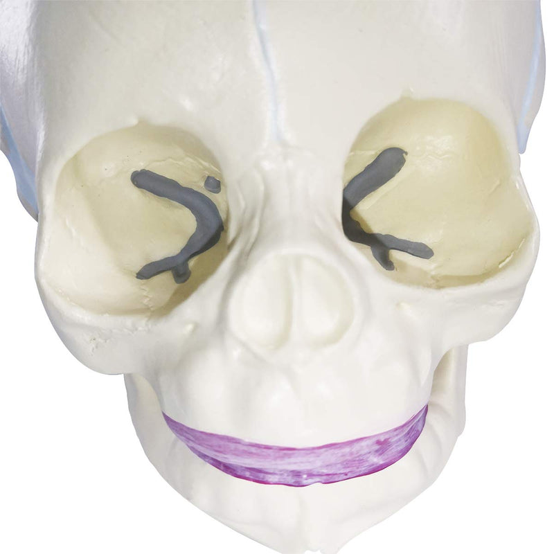 Human Infant Skull Model, Life Sized Fetus Skull, Anatomy Baby Skull Model for Medical Teaching Learning, Kids Learning Education Display Tool, Hand Painted