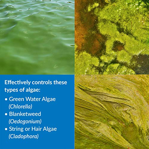 API POND ALGAEFIX Algae control, Effectively controls Green water algae, String or Hair algae and Blanketweed, Use as directed when algae blooms and as regular care 16 Fl Oz (Pack of 1)