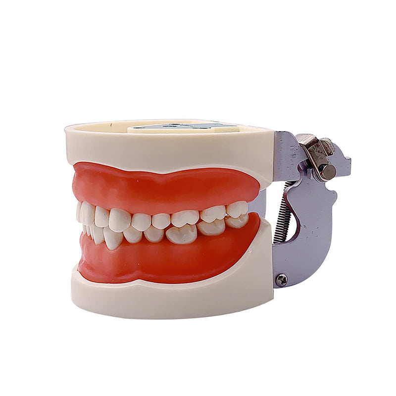 Dental Typodont Teeth Model, YOUYA DENTAL Practice Dentist Tooth Models for Dental Students Removable Teeth Model Teaching Model Study Tool Soft Gums Teaching Dental Model with 32 Removable Teeth White-red 32 removable
