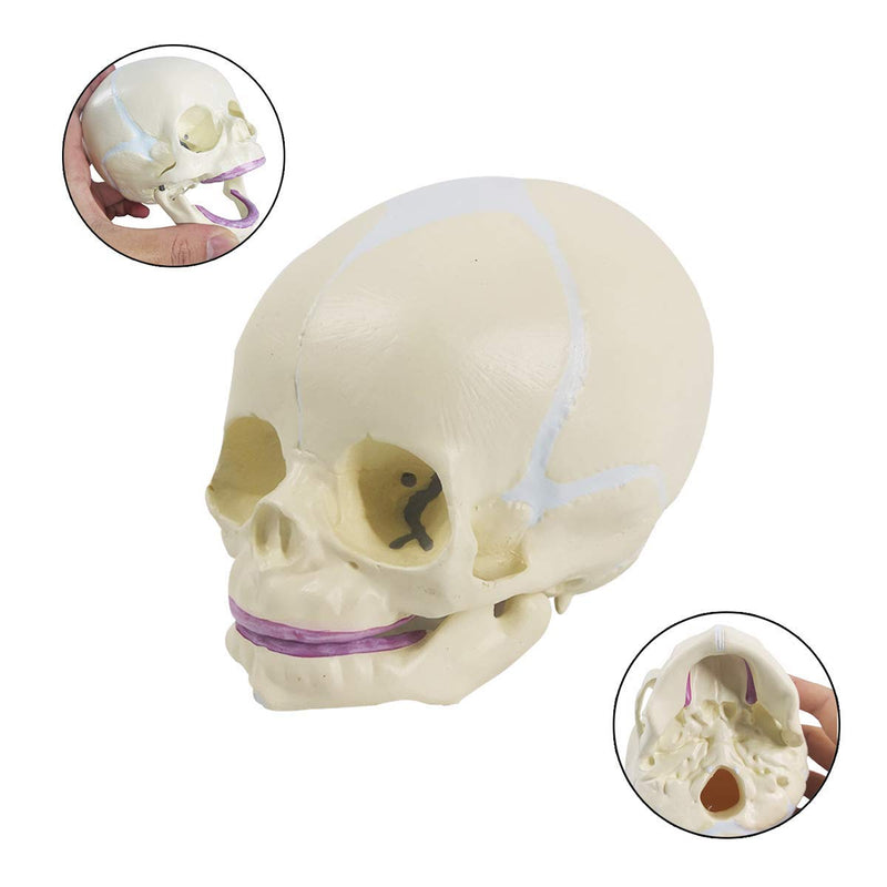 Human Infant Skull Model, Life Sized Fetus Skull, Anatomy Baby Skull Model for Medical Teaching Learning, Kids Learning Education Display Tool, Hand Painted