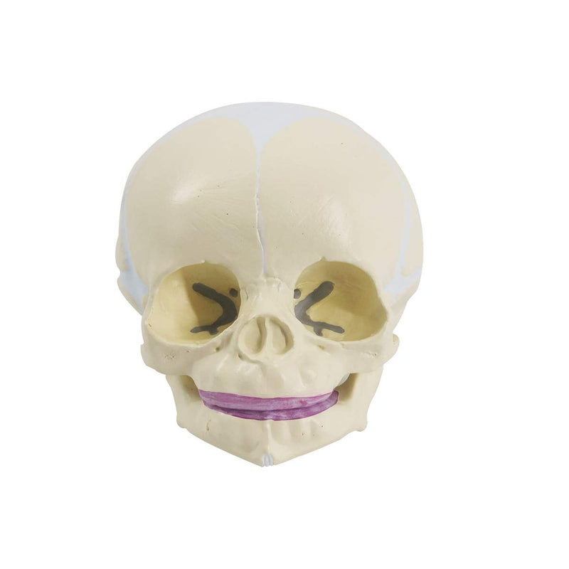 Human Infant Skull Model, Life Sized Fetus Skull, Anatomy Baby Skull Model for Medical Teaching Learning, Kids Learning Education Display Tool, Hand Painted