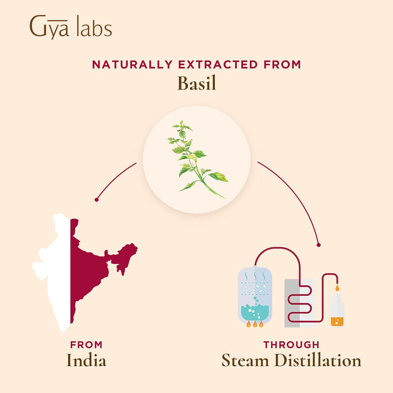 Gya Labs Basil Essential Oil for Focus and Pain Relief - Topical for Sore Muscles, Headache Relief, Migraine Relief, Improve Alertness - 100 Pure Therapeutic Grade Basil Oil for Aromatherapy - 10ml 0.34 Fl Oz (Pack of 1)