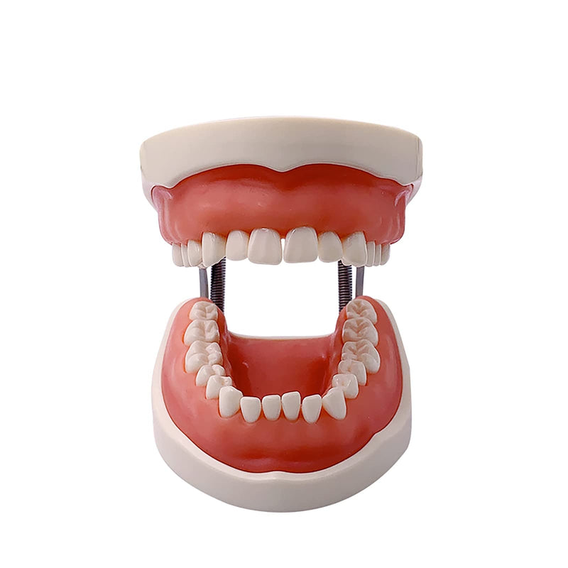 Dental Typodont Teeth Model, YOUYA DENTAL Practice Dentist Tooth Models for Dental Students Removable Teeth Model Teaching Model Study Tool Soft Gums Teaching Dental Model with 32 Removable Teeth White-red 32 removable