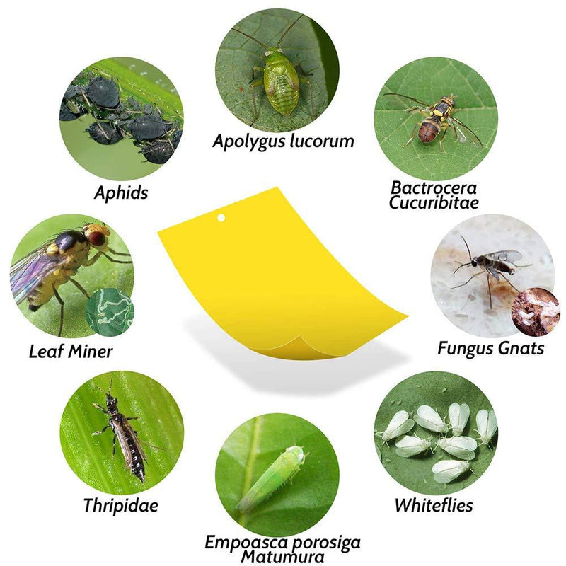 Kensizer 10-Pack Yellow Sticky Gnat Traps Killer for Indoor/Outdoor Flying Plant Insect Like Fungus Gnats, Whiteflies, Aphids, Leaf Miners, Other Flying Plant Insects - 6x8 in, Twist Ties Included