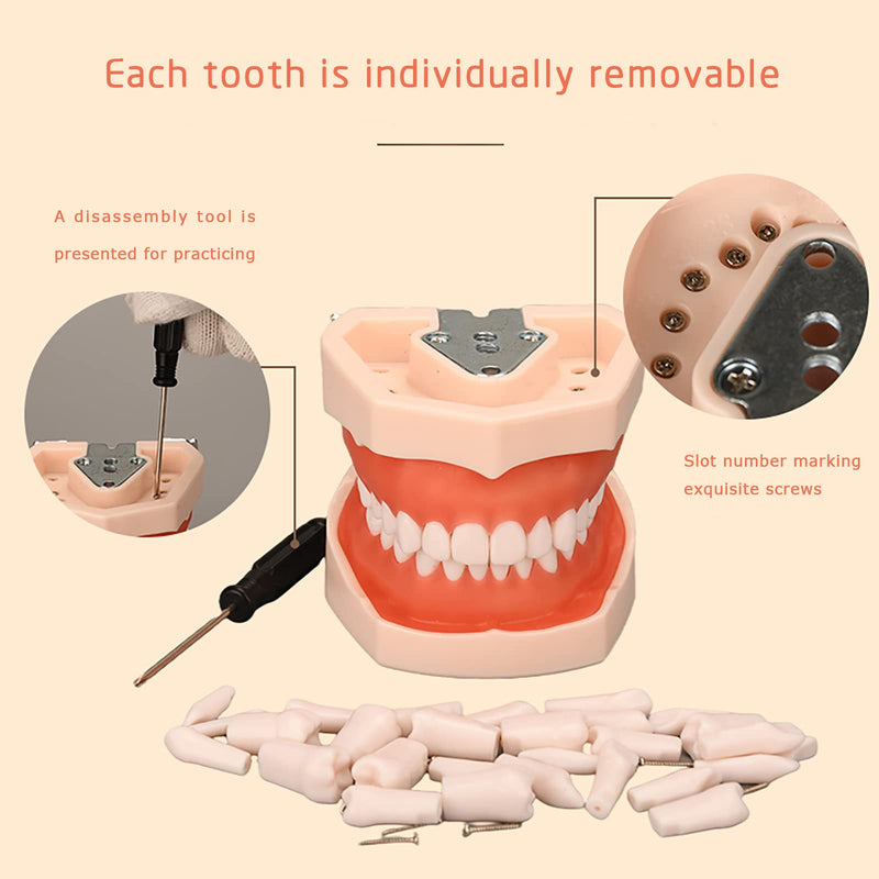 Dental Typodont Teeth Model, YOUYA DENTAL Practice Dentist Tooth Models for Dental Students Removable Teeth Model Teaching Model Study Tool Soft Gums Teaching Dental Model with 32 Removable Teeth White-red 32 removable