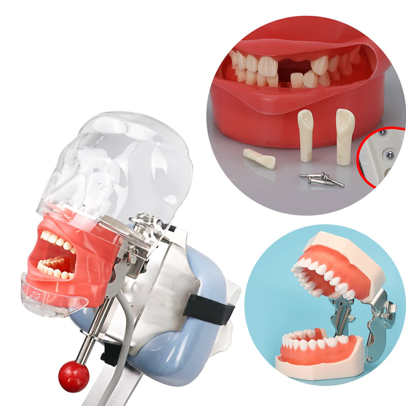 Dental Typodont Teeth Model, YOUYA DENTAL Practice Dentist Tooth Models for Dental Students Removable Teeth Model Teaching Model Study Tool Soft Gums Teaching Dental Model with 32 Removable Teeth White-red 32 removable