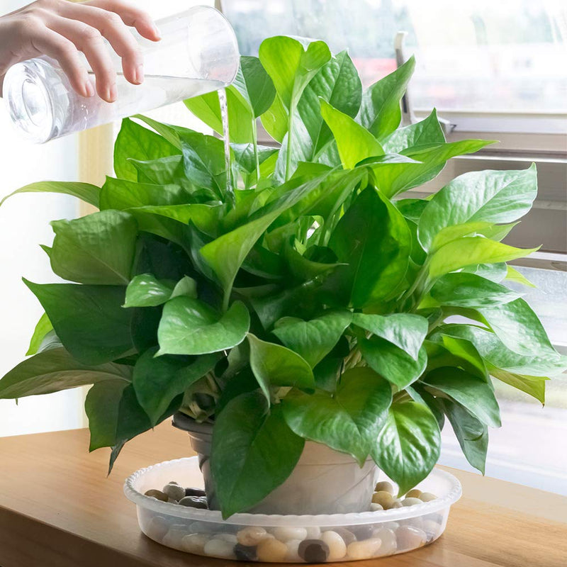 MUDEELA 6 Pack of 6 inch Plant Saucer, Durable Plastic Plant Trays for Indoors, Clear Plastic Flower Plant Pot Saucer, Made of Thicker, Stronger Plastic, with Taller Design 6" - 6 Pack