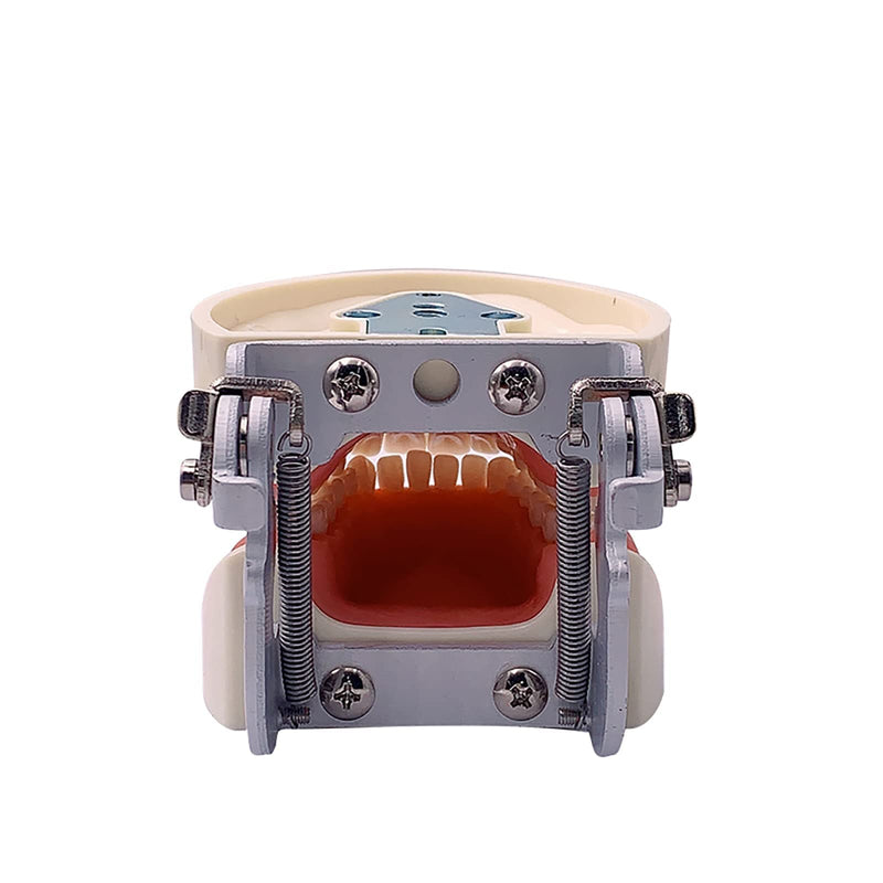 Dental Typodont Teeth Model, YOUYA DENTAL Practice Dentist Tooth Models for Dental Students Removable Teeth Model Teaching Model Study Tool Soft Gums Teaching Dental Model with 32 Removable Teeth White-red 32 removable