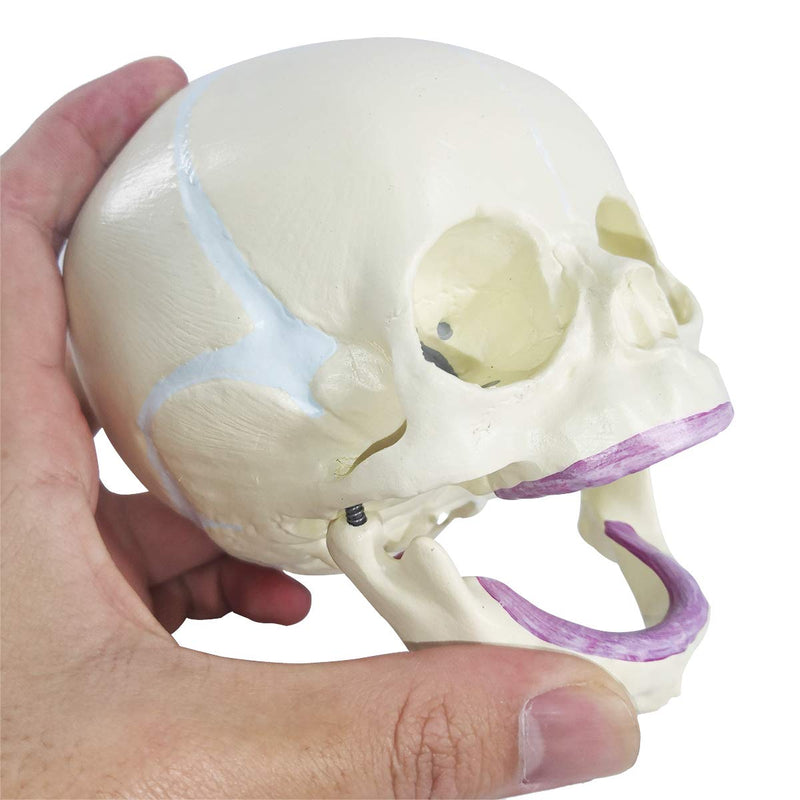 Human Infant Skull Model, Life Sized Fetus Skull, Anatomy Baby Skull Model for Medical Teaching Learning, Kids Learning Education Display Tool, Hand Painted