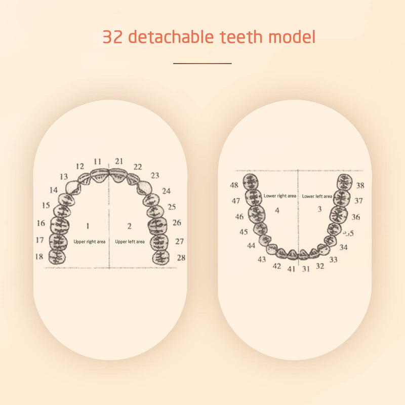 Dental Typodont Teeth Model, YOUYA DENTAL Practice Dentist Tooth Models for Dental Students Removable Teeth Model Teaching Model Study Tool Soft Gums Teaching Dental Model with 32 Removable Teeth White-red 32 removable