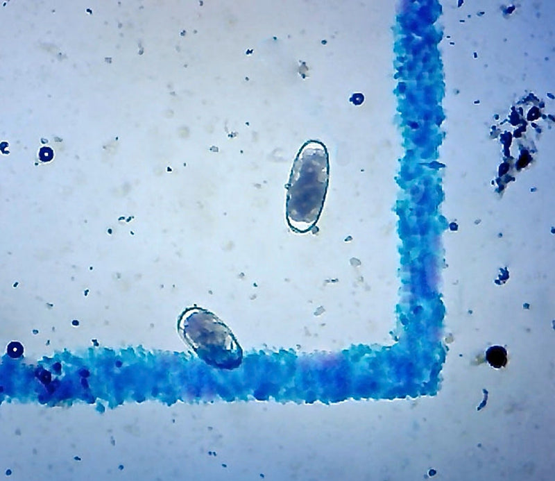 4 McMaster Method Microscope Slides, by FEC Source $16 ea, Fecal/Worm Egg Count for Parasites for Veterinary Use. Livestock Parasite Management. Check Dewormer Efficacy -FECRT Reference Guide Included