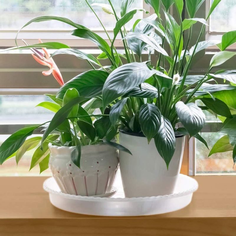 MUDEELA 6 Pack of 6 inch Plant Saucer, Durable Plastic Plant Trays for Indoors, Clear Plastic Flower Plant Pot Saucer, Made of Thicker, Stronger Plastic, with Taller Design 6" - 6 Pack