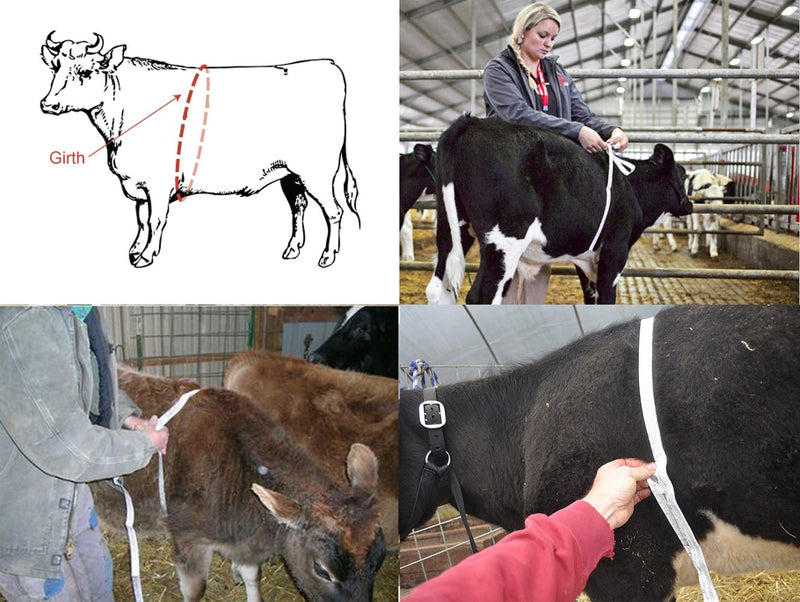 WIN TAPE Professional Cattle Weight (KG) & Height (CM) Tape Measure