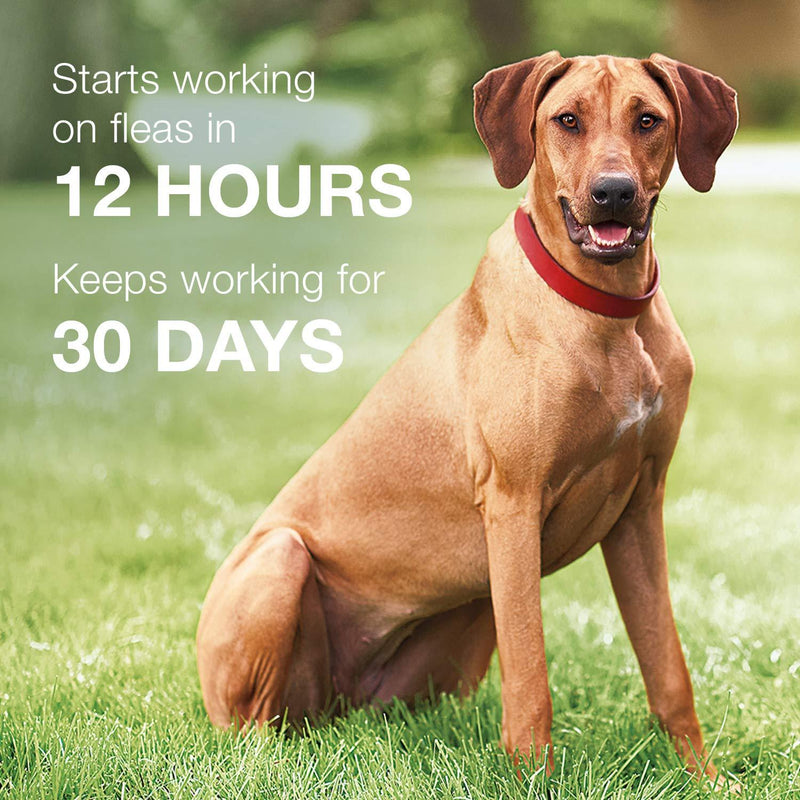 K9 advantix II Flea and Tick Prevention for Large Dogs, 21-55 Pounds 1-pack