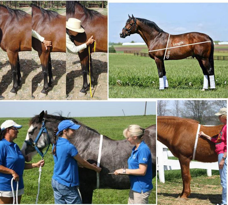 WIN TAPE Measure Horse and Pony Height Weight Tape, Weight in Pounds & Height in Hands (Hands/LBS)