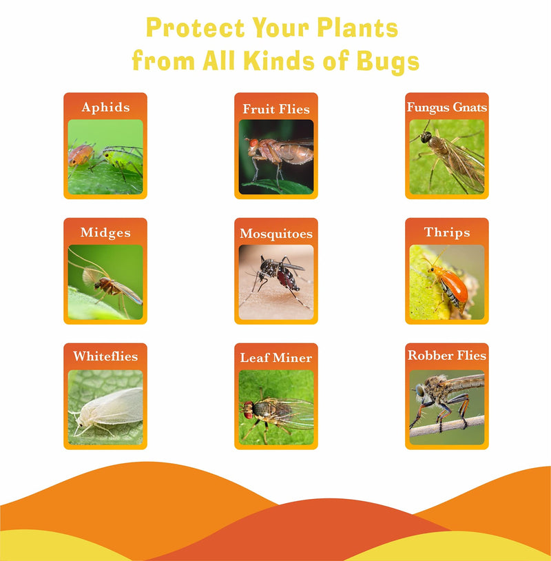 12 Pack Sticky Fruit Fly Trap and Fungus Gnat Traps Killer for Indoor and Outdoor, Protect The Plant, Non-Toxic and Odorless 12Pack