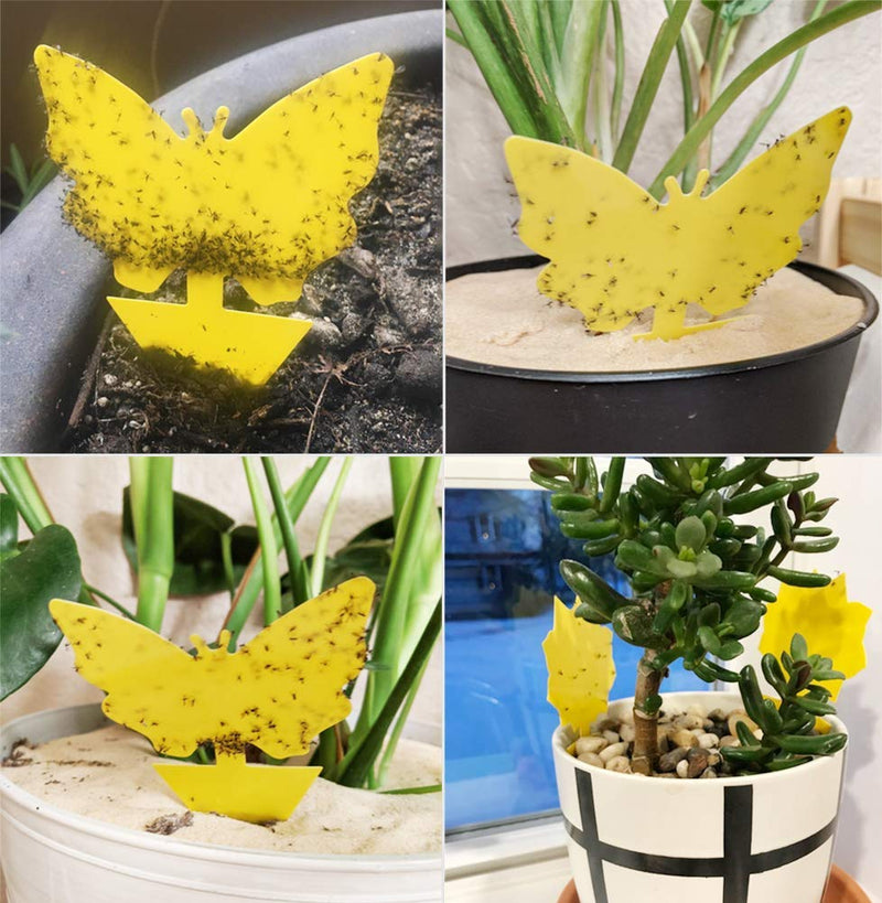 12 Pack Sticky Fruit Fly Trap and Fungus Gnat Traps Killer for Indoor and Outdoor, Protect The Plant, Non-Toxic and Odorless 12Pack