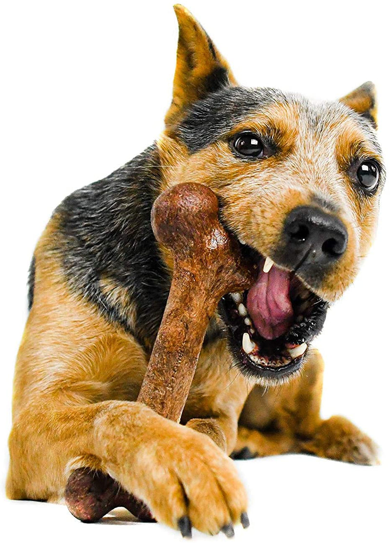 Pet Qwerks Extreme Dinosaur BarkBone Dog Chew Toy, Steak Flavor, XLarge