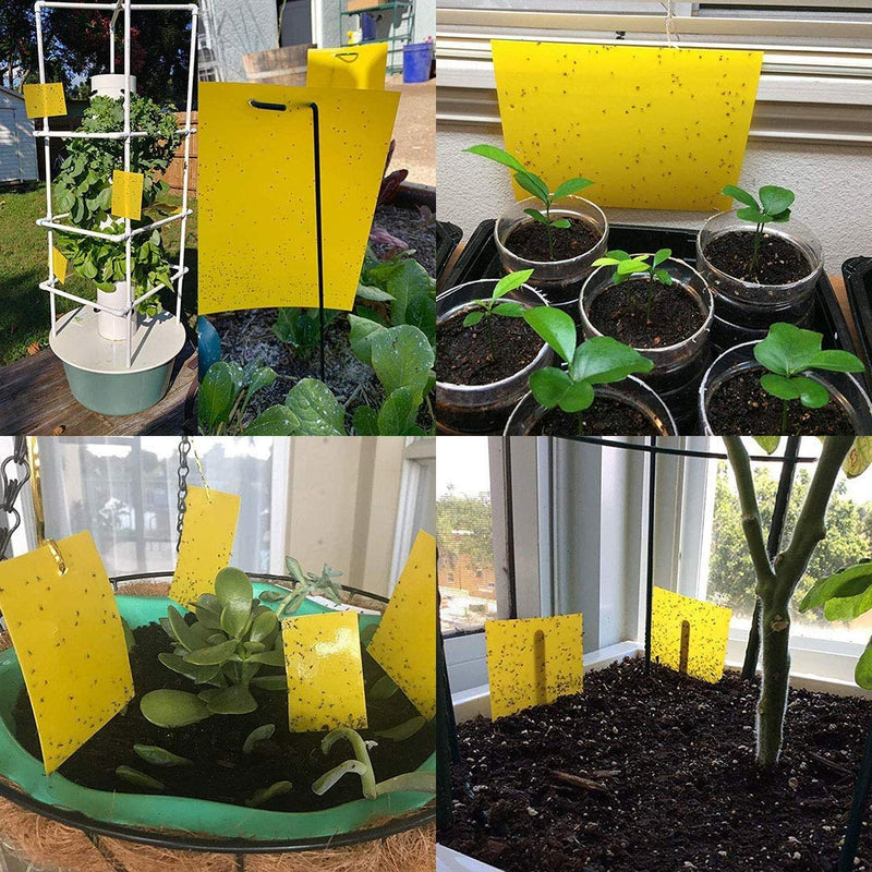 Kensizer 10-Pack Yellow Sticky Gnat Traps Killer for Indoor/Outdoor Flying Plant Insect Like Fungus Gnats, Whiteflies, Aphids, Leaf Miners, Other Flying Plant Insects - 6x8 in, Twist Ties Included