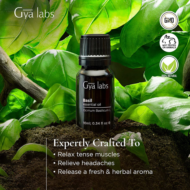 Gya Labs Basil Essential Oil for Focus and Pain Relief - Topical for Sore Muscles, Headache Relief, Migraine Relief, Improve Alertness - 100 Pure Therapeutic Grade Basil Oil for Aromatherapy - 10ml 0.34 Fl Oz (Pack of 1)