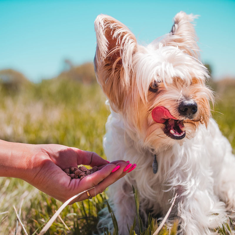 Freeze-Dried Training Treats from Pupford - 475+ Treats Per Bag, Low Calorie, The Perfect High Value Training Reward (Comes in Beef Liver & Sweet Potato) (Chicken) Chicken