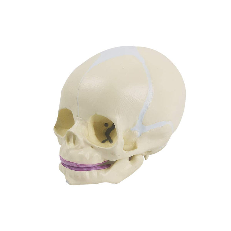 Human Infant Skull Model, Life Sized Fetus Skull, Anatomy Baby Skull Model for Medical Teaching Learning, Kids Learning Education Display Tool, Hand Painted
