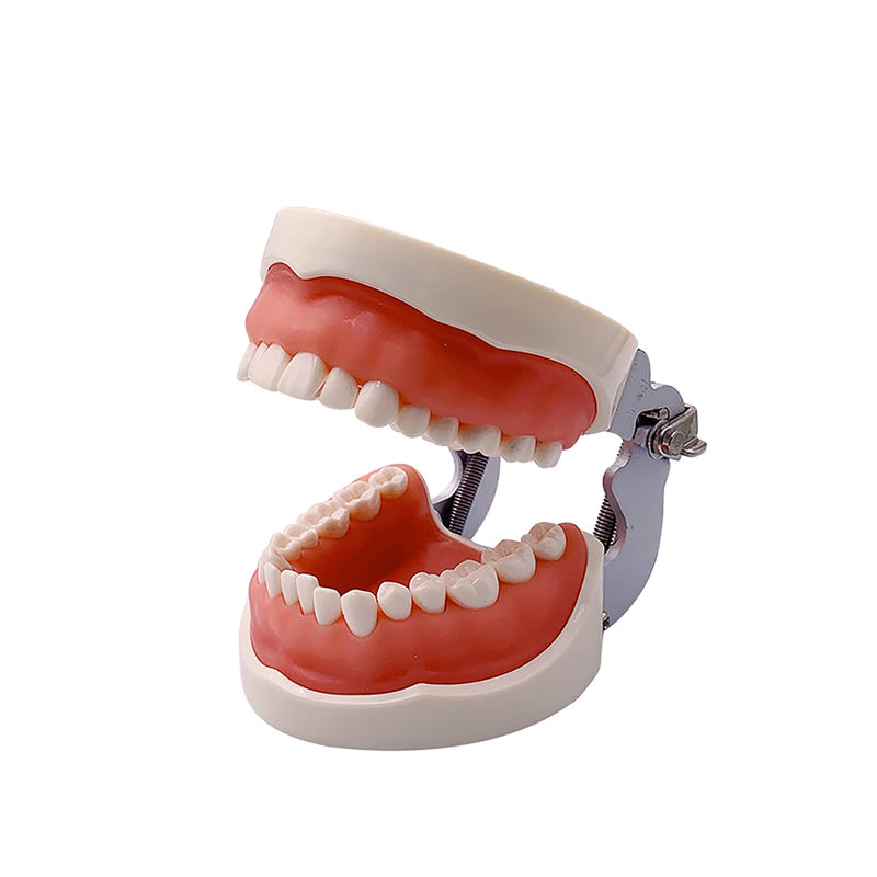 Dental Typodont Teeth Model, YOUYA DENTAL Practice Dentist Tooth Models for Dental Students Removable Teeth Model Teaching Model Study Tool Soft Gums Teaching Dental Model with 32 Removable Teeth White-red 32 removable
